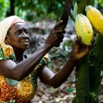 Secure Your Future in Land-Banking and Agri-Business with PE Group’s Cocoa Plantation Project in Ghana